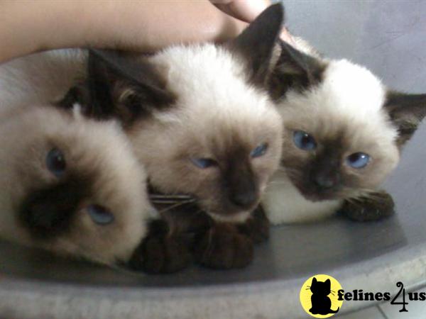 Kittens for Sale in Illinois
