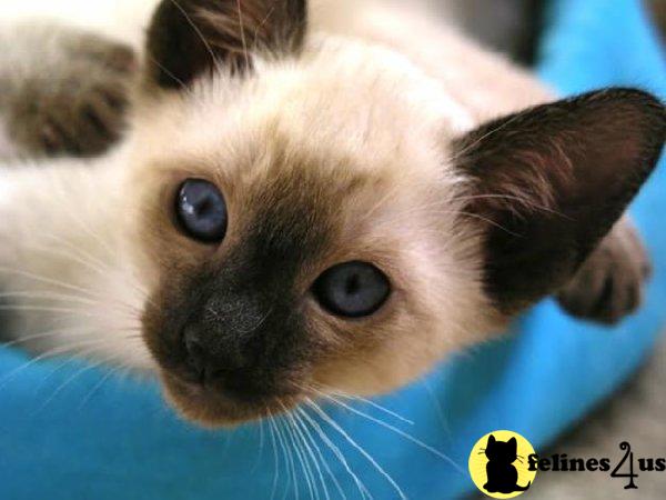 Kittens for Sale in Illinois