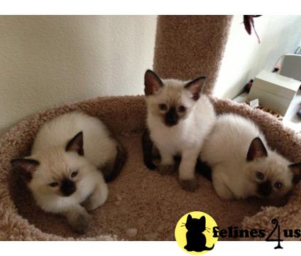 Kittens for Sale in Illinois