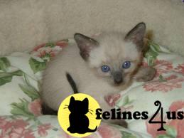 Kittens for Sale in Illinois