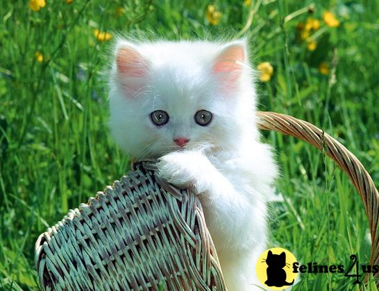 Kittens for Sale in Illinois