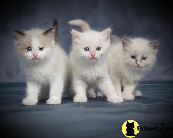 Kittens for Sale in Illinois