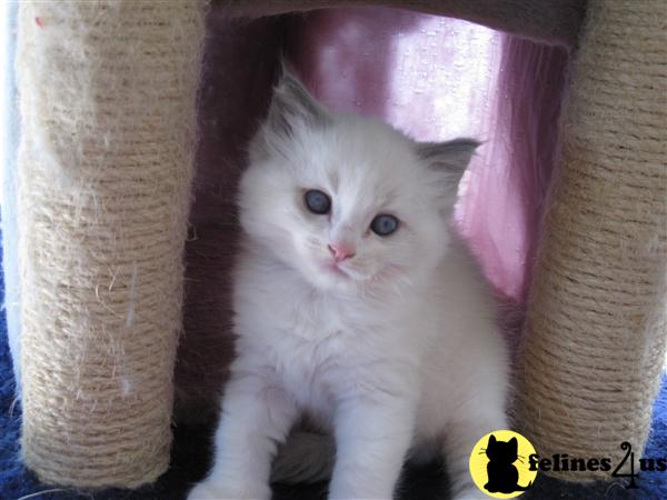 Kittens for Sale in Illinois