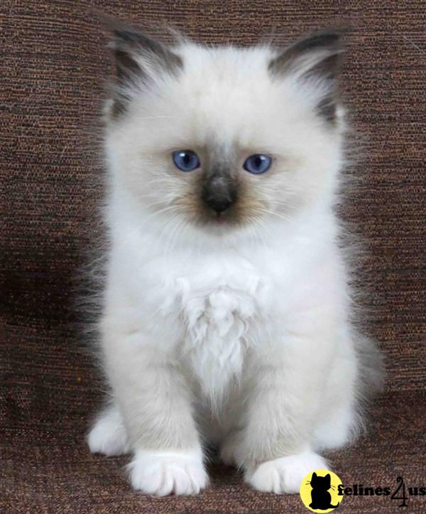 Kittens for Sale in Illinois
