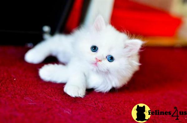 Kittens for Sale in Illinois