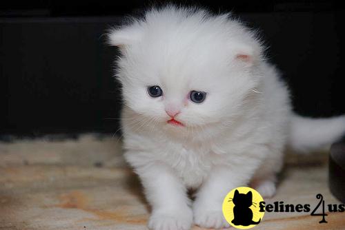 Kittens for Sale in Illinois