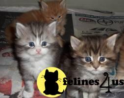 Kittens for Sale in Illinois