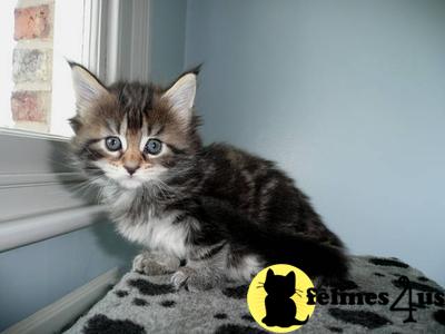 Kittens for Sale in Illinois