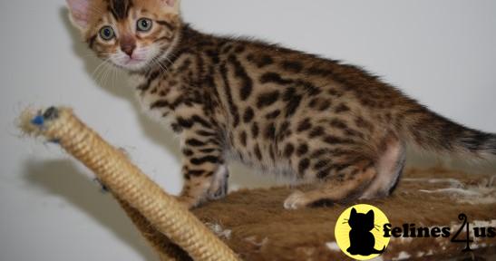 Bengal Kittens