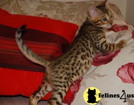 Bengal Kittens