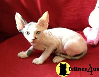 Sphynx Kittens in New York
