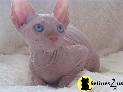 Sphynx Kittens in New York