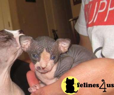 Sphynx Kittens in New York