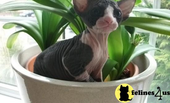 Sphynx Kittens in New York