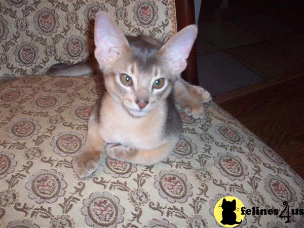 Kittens for Sale in California