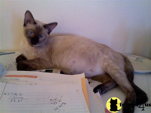 Kittens for Sale