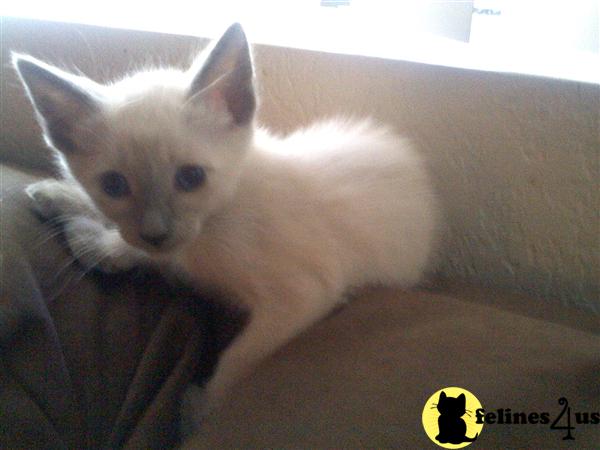 Kittens for Sale in Arizona