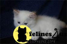 Munchkin Kittens