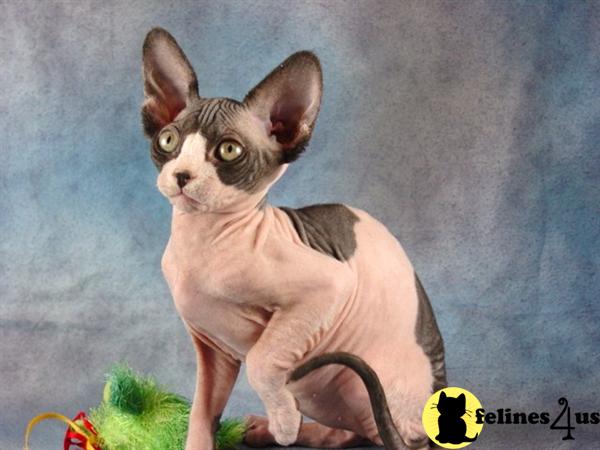 Kittens for Sale