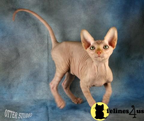 Sphynx Kittens