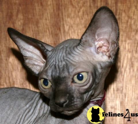 Kittens for Sale in Idaho
