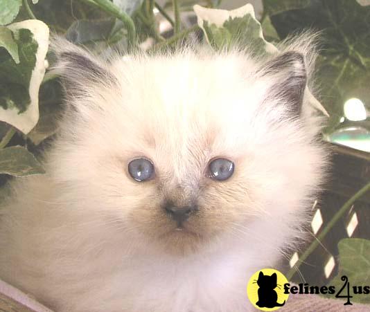 Kittens for Sale in California