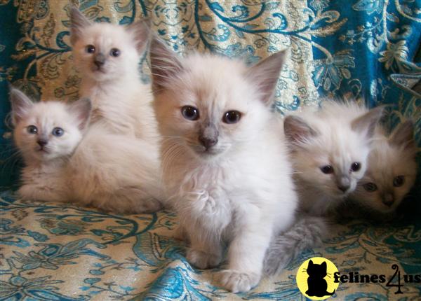 CANADA, Balinese Kittens