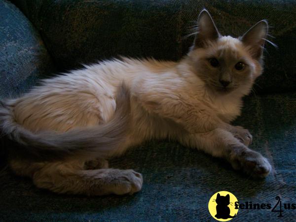 Balinese Kittens