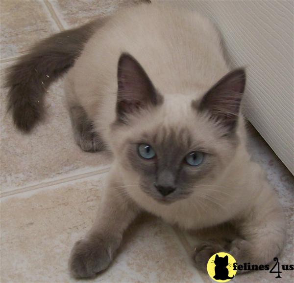 Balinese Kitten for Sale Traditional Lilac Siamese Balinese kitten 8 Yrs and 4 Mths old