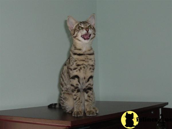 Savannah Kittens
