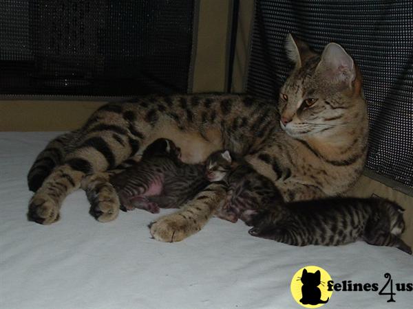 Savannah Kittens