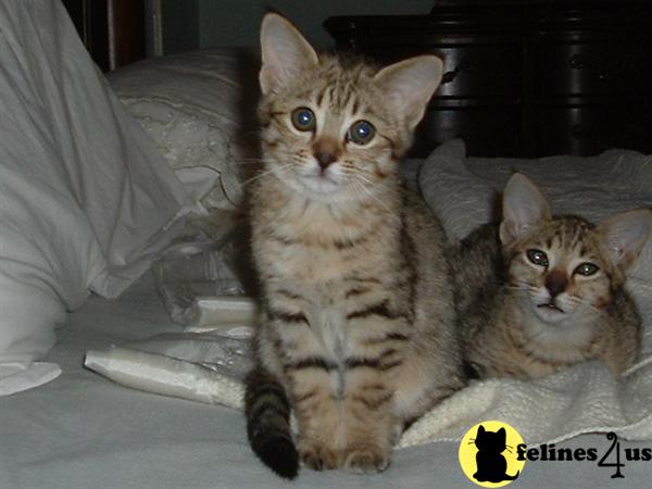Kittens for Sale in Pennsylvania