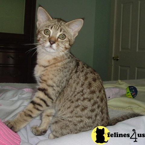Kittens for Sale in Pennsylvania