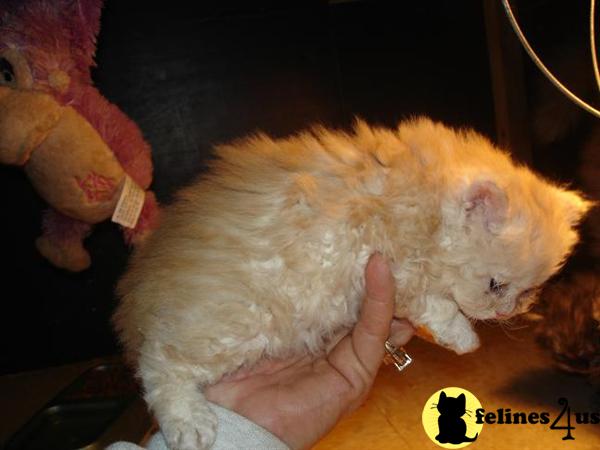 Kittens for Sale in Arkansas