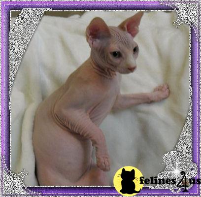 Kittens for Sale