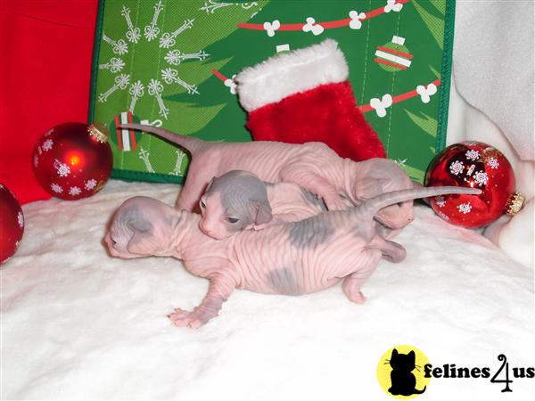 Sphynx Kittens