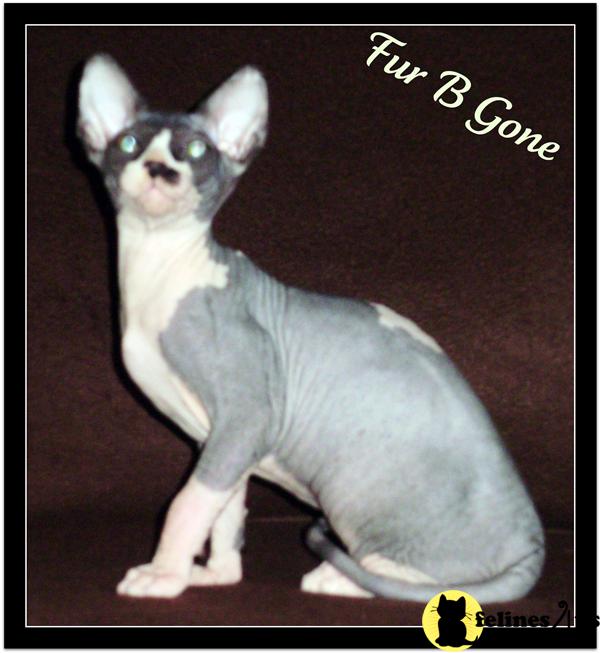Sphynx kittens for sale 