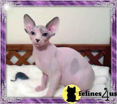 Sphynx kittens