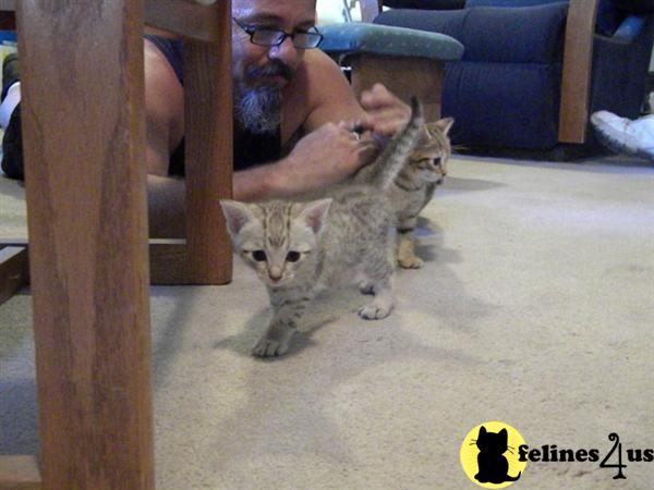 Bengal Kittens in California