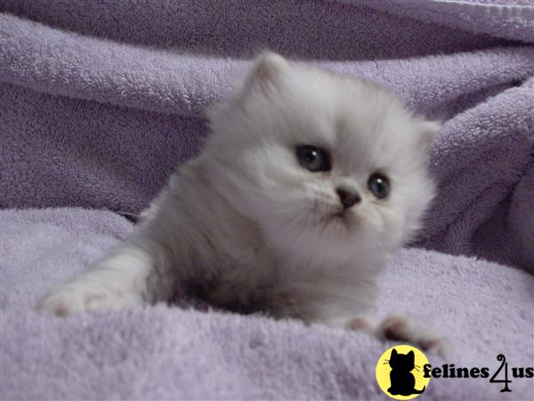 Kittens for Sale in Kansas