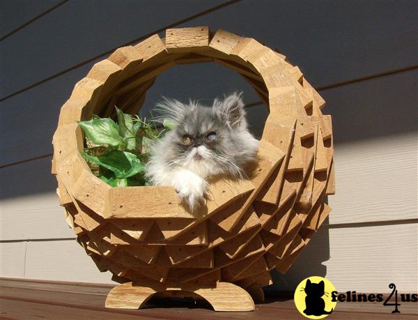 Kittens for Sale in Kansas