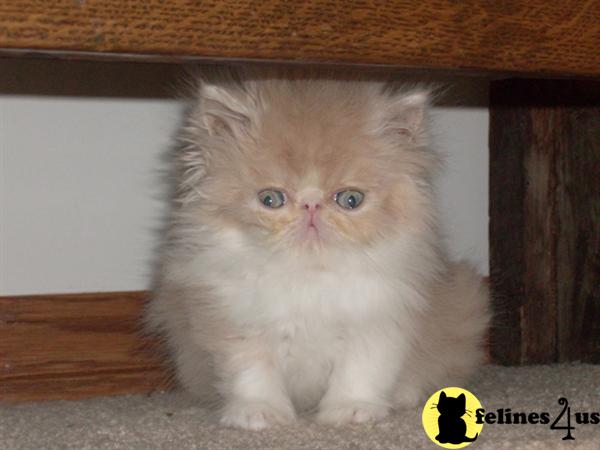 Persian Kittens
