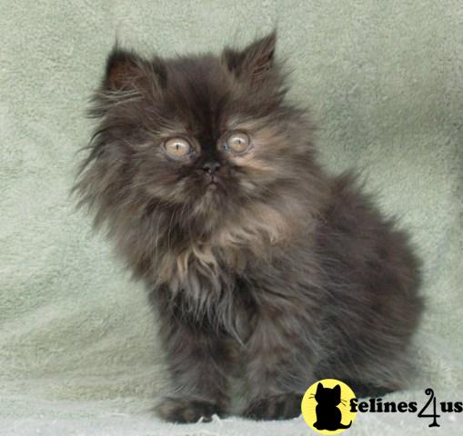 Kittens for Sale in Kansas