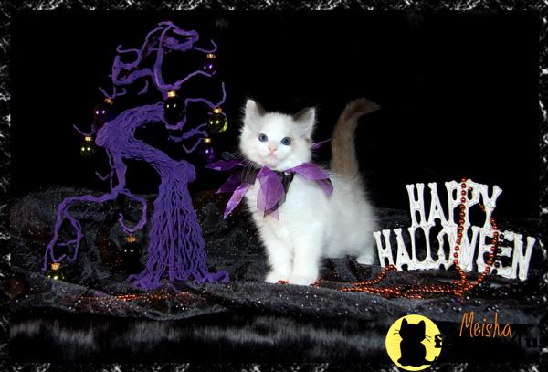 Kittens for Sale in Idaho