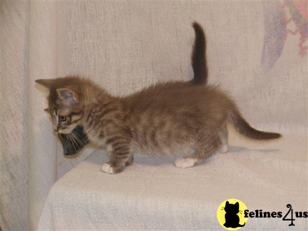 Super short kittens