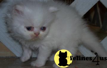 Kittens for Sale in Oregon