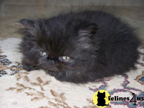 Kittens for Sale in Oregon