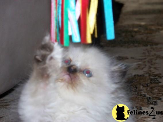 Himalayan Kittens