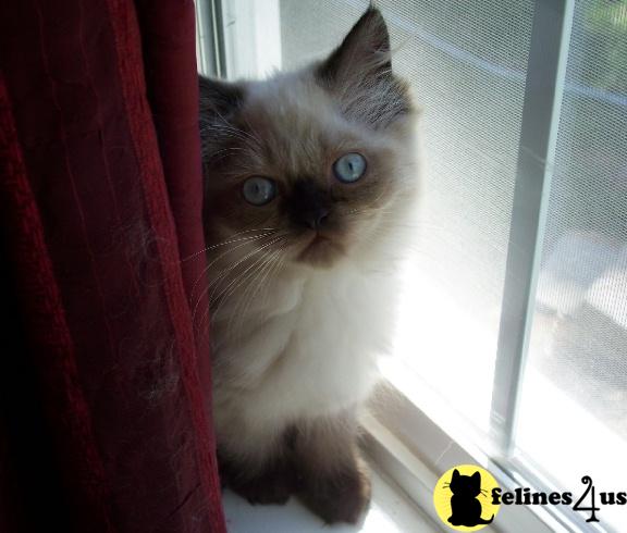 CFA Reg Himalayan Kittens Chocolate and Seal Pts 8 weeks
