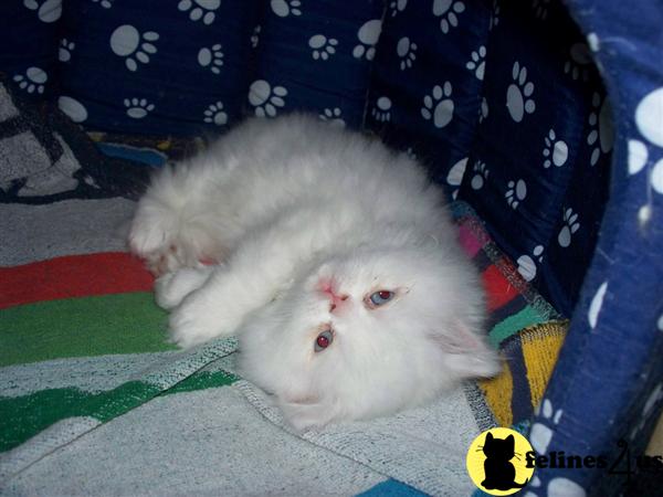 Kittens for Sale in Oregon
